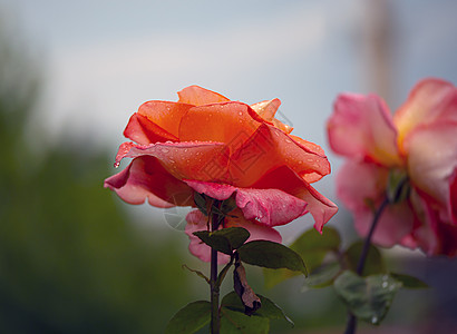在花园中特写红玫瑰宏数字雨滴玫瑰花瓣红玫瑰墙纸感情生物宏观花朵图片