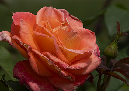 在花园中特写红玫瑰宏生物花瓣叶子宏观玫瑰植物群墙纸植物红玫瑰雨滴图片