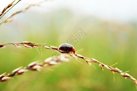 母虫在草地上行走图片