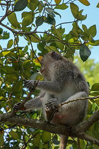 成年猴子坐在乌布德圣猴前角的树枝上公园猕猴哺乳动物森林丛林旅行猿猴野生动物灵长类动物图片