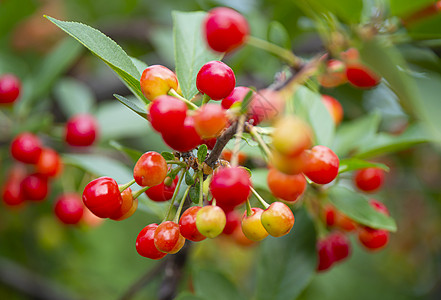 樱桃果园树上的红酸樱桃 特写食物果园农药浆果季节植物群叶子农业花园采摘背景