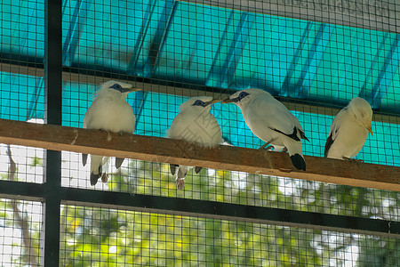 印尼巴厘的流行鸟类鸟舍景点吸引力白细胞公园蓝色八哥荒野柱子木头图片