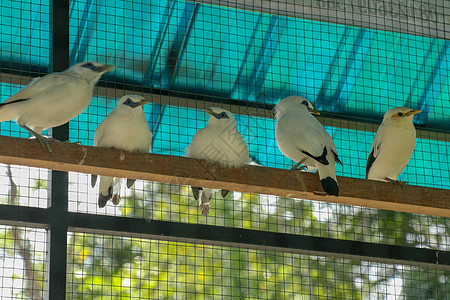 印尼巴厘的流行鸟类木头吸引力濒危柱子眼睛鸟舍野生动物栏杆旅行自然图片