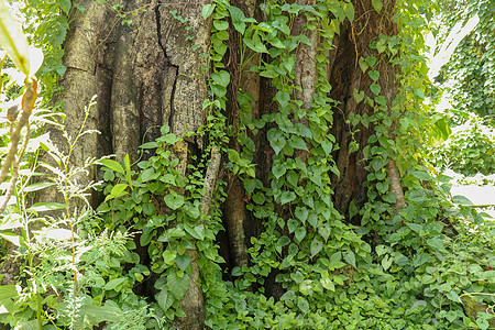 在因登州爪哇的博罗布杜尔 大树长得像利亚纳斯一样树干植物群树木魔法蕨类环境叶子苔藓藤本植物杂草图片