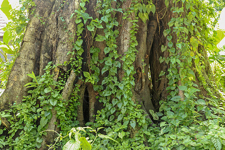 在因登州爪哇的博罗布杜尔 大树长得像利亚纳斯一样环境荒野树木热带植物群叶子杂草植被丛林树叶图片