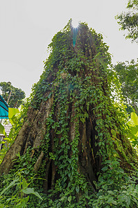 在因登州爪哇的博罗布杜尔 大树长得像利亚纳斯一样热带蕨类灌木丛林地树干木头荒野植被树木植物群图片