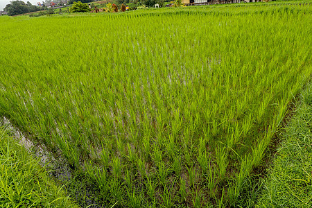 稻田 梯田 种植场 农场 有机的亚洲水稻f收成食物草地场地生长场景农业公园种植园季节图片