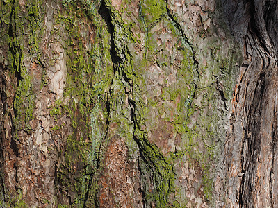 树皮苔藓背景图片