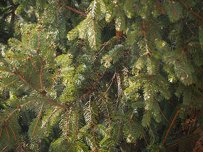松树树绿色植物家庭树叶植被松属植物图片