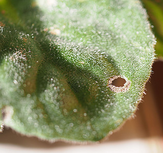 树叶被毛毛虫损坏叶子损害昆虫毛虫咀嚼建筑学植物鳞翅目图片