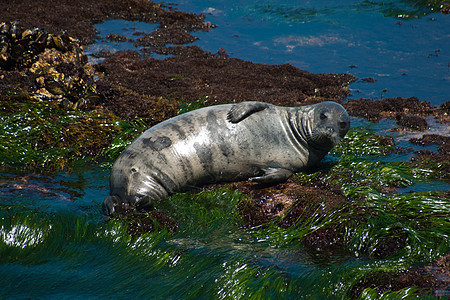港湾海豹海湾海岸支撑岩石毛皮动物棕色港口野生动物哺乳动物图片