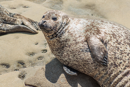港湾海豹毛皮海湾野生动物哺乳动物海滩岩石棕色生活荒野动物图片