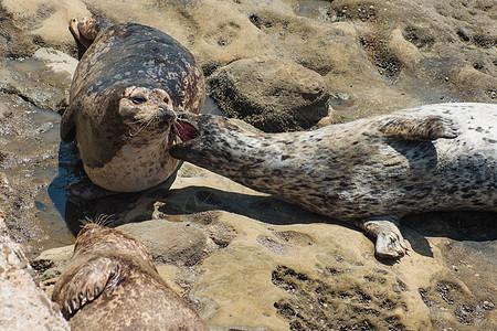 港湾海豹岩石海洋哺乳动物荒野海岸动物支撑棕色休息毛皮图片