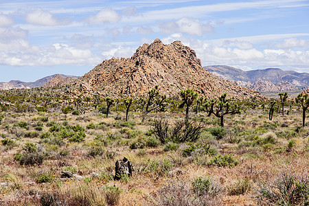约书亚树 NP天空干旱旅行蓝色国家植被岩石风景植物沙漠图片