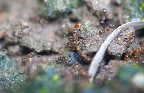 地面蚂蚁群宏观荒野天线昆虫森林力量环境漏洞损害团队图片