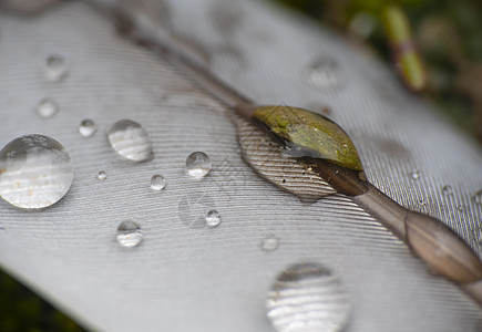 羽毛中的雨滴蓝色翅膀露水羽化飞行反射动物外套水滴宏观图片