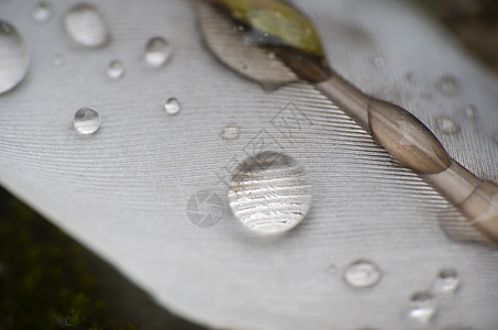 羽毛中的雨滴飞行水滴露水动物羽化外套宏观蓝色反射翅膀图片