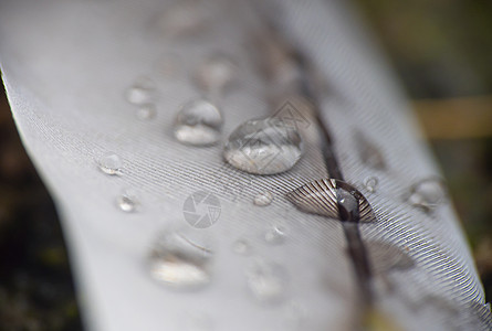 羽毛中的雨滴蓝色外套羽化翅膀动物飞行反射水滴宏观露水图片