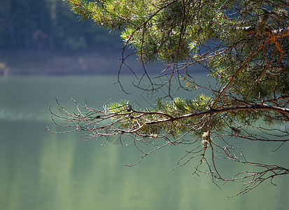 美丽的湖泊全景公园松树抛光荒野国家踪迹旅游远足天空森林图片