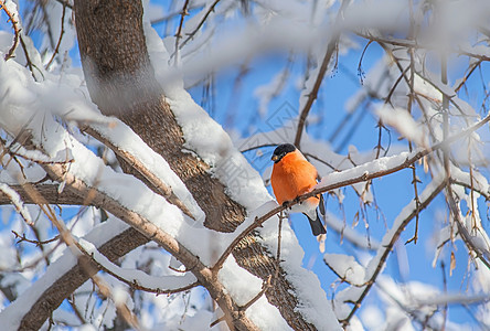 坐在树枝旁的红胸牛排森林动物降雪暴风雪橙子鸟类红色枝条胸部雀雪图片