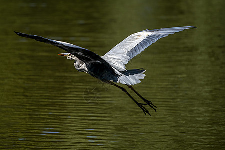 一只灰色的海绵在池塘中飞来寻找鱼食物航班动物群野生动物海鸥蓝色沼泽运河荒野天空图片