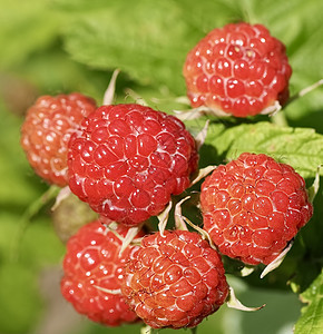 红色黑莓在太阳中成熟的紧闭图片