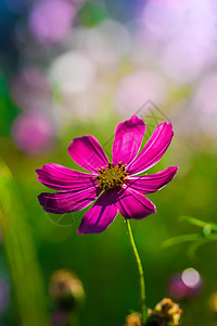 在模糊的背景下 花朵会膨胀植物群花瓣绿色花园粉色植物园林紫色花卉宇宙图片