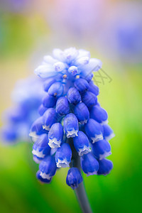 穆斯卡里泉花花朵花园紫色植物背景蓝花植物群园林蓝色园艺图片