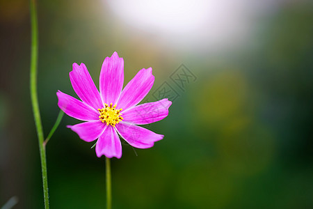 在模糊的背景下 花朵会膨胀花瓣宇宙植物群绿色紫色园林植物花园粉色花卉图片