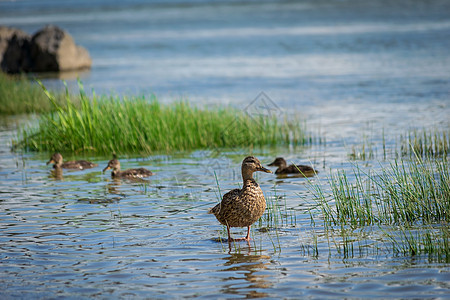 河里野鸭公园小鸭子池塘野生动物蓝色游泳动物棕色阳光荒野图片