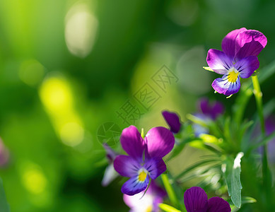 紫紫紫罗兰花贴近花瓣紫色三色花朵植物群背景绿色蓝色花园中提琴图片