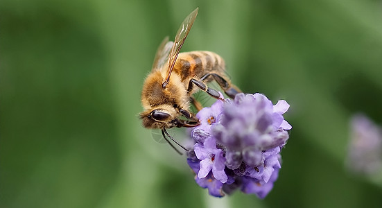蜜蜂在紫色薰衣草花上的特写花蜜翅膀花园生态生物花瓣漏洞花粉标志背景图片