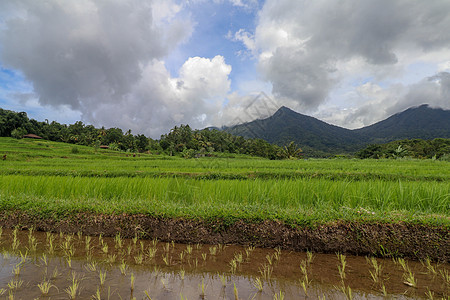 贾蒂卢维赫和巴图卡鲁巴厘山的景观天线食物热带村庄收成爬坡阳台文化种植园环境图片