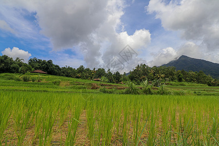 贾蒂卢维赫和巴图卡鲁巴厘山的景观植物阳台热带种植园农民粮食农业天空环境食物图片