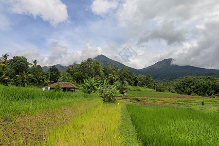 贾蒂卢维赫和巴图卡鲁巴厘山的景观食物收成村庄反射场地热带农场农民天线旅行图片