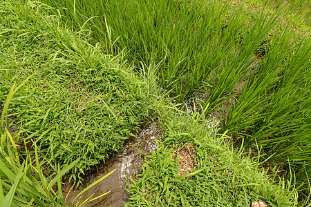 灌溉 叫做亚水塔 一条小河 笑声农场收成文化稻田乌布梯田环境场地种植园食物图片