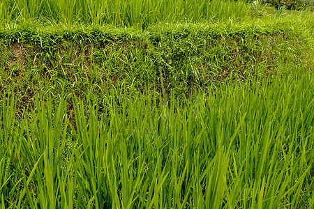 灌溉 叫做亚水塔 一条小河 笑声稻田植物热带食物栽培农村培育生长旅行阳台图片