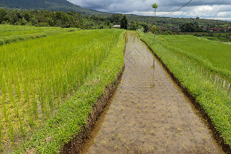 贾蒂卢维赫水稻梯田 巴里美丽的稻田有旅行阳台种植园爬坡农场植物食物收成土地文化图片
