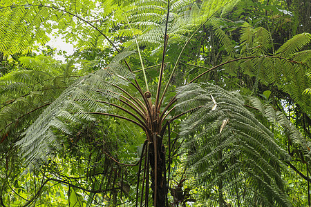 热带树的冠 特写分支 o森林花园生物学植物木头宏观雨林植物学绿色植物环境图片