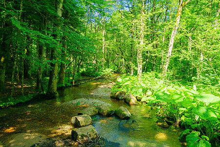 濒临Biograd湖的一条溪流天空绿色旅行国家森林旅游假期风景树木公园图片