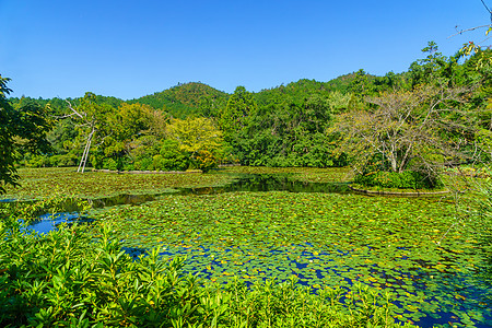 京都良治寺园花园图片