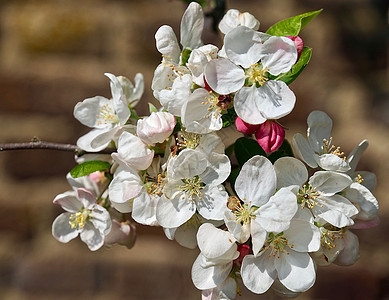 春天一棵盛开的苹果树装饰品生日海滩新娘植物群花朵植物雌蕊香水晴天图片