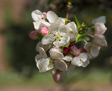 春天一棵盛开的苹果树太阳水果香水海滩运气季节晴天新娘孤独花朵图片