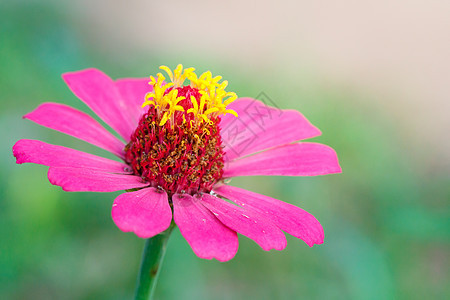 粉红花花植物群红色季节植物学粉色花园公园活力墙纸植物图片