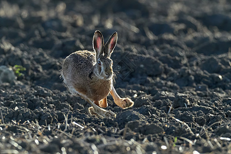 棕色欧洲野兔在棕色田野 欧洲野生动物 自然栖息地的野生动物的美丽灯光下奔跑速度动物群荒野游戏场地眼睛跑步动物兔子生活图片