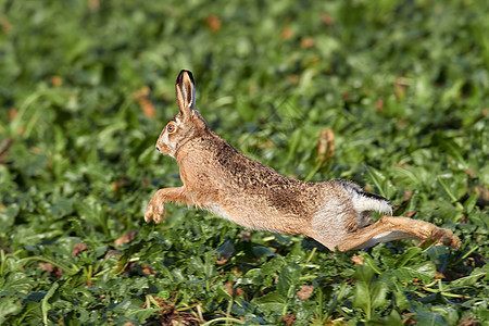 欧洲野兔在美丽的灯光下奔跑在绿色草原上 欧洲野生动物 自然栖息地的野生动物 欧洲兔动物群眼睛跑步速度游戏尾巴生活警报动物哺乳动物图片