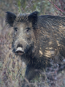 机敏的雄性野猪 sus scrofa 在秋天凶猛地站在草地上 荒野中危险的侵略性哺乳动物的前视图 自然界中动物危险的概念图片