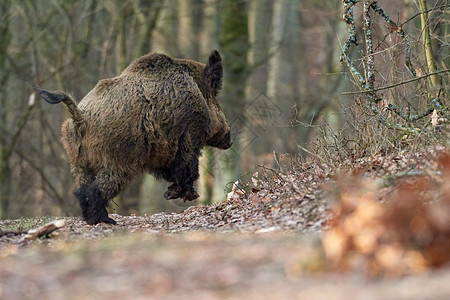 机敏的野猪 sus scrofa 在秋天凶猛地站在森林里 荒野中危险的攻击性哺乳动物的视图 自然界中动物危险的概念毛皮库存生物獠图片