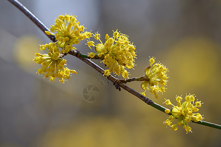 欧洲角花Cornus mas天空枝条花瓣季节宏观灌木衬套植物木头荒野背景图片