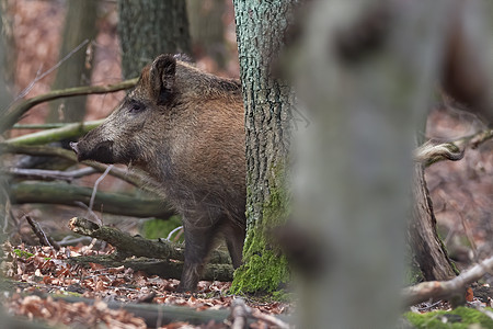 机敏的野猪 sus scrofa 在秋天凶猛地站在森林里 荒野中危险的攻击性哺乳动物的视图 自然界中动物危险的概念库存警报生物收图片